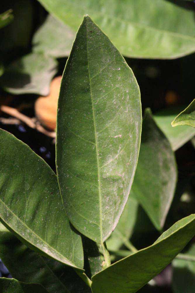              Unifoliolate leaf (Riverside, CA)       